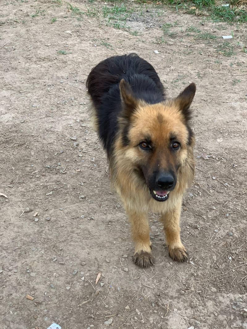 German Shepherd 1
