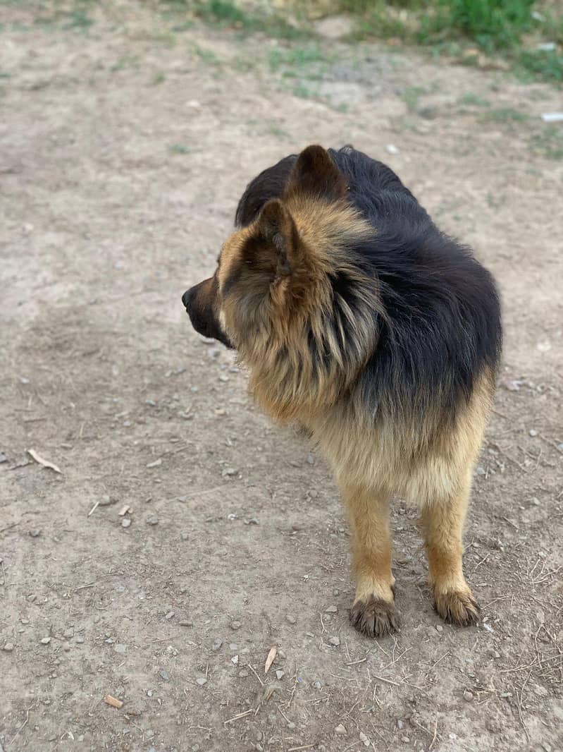 German Shepherd 2
