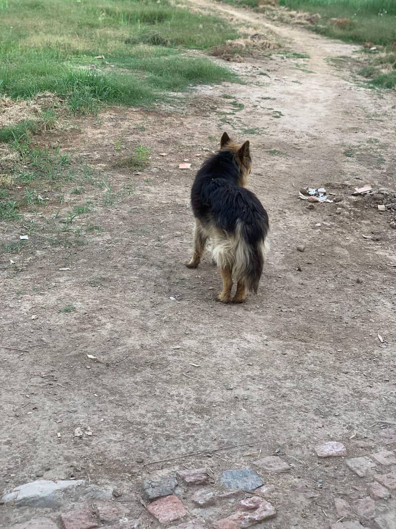 German Shepherd 3