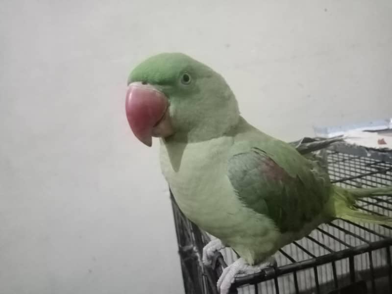 Raw parrot 0