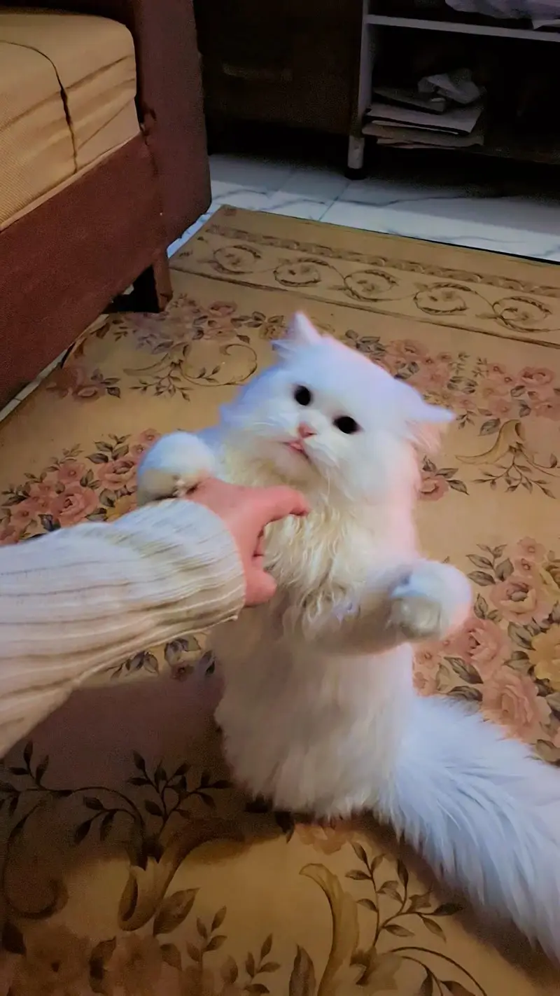 White Persian Male Triple Coat Cat — photo 5