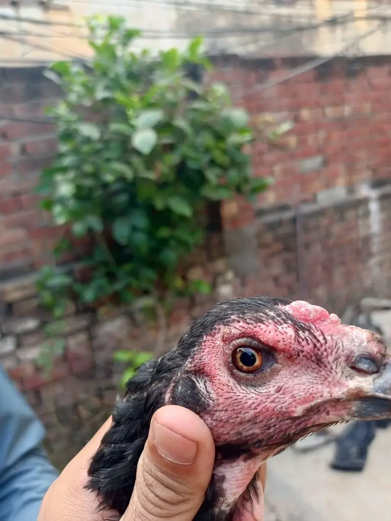 pure pakoey Thai hen — photo 4