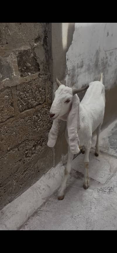White Goat