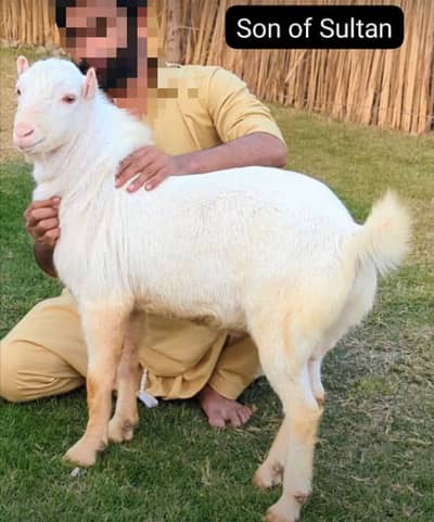 Teddy bakra A1 quality