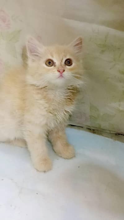 beautiful friendly kittens available
