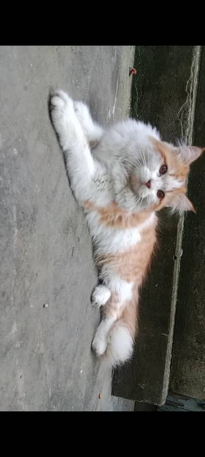 Male Cat for Breeding