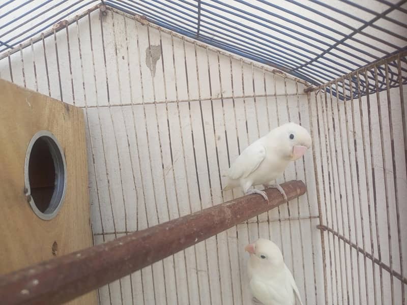 Albino split 0