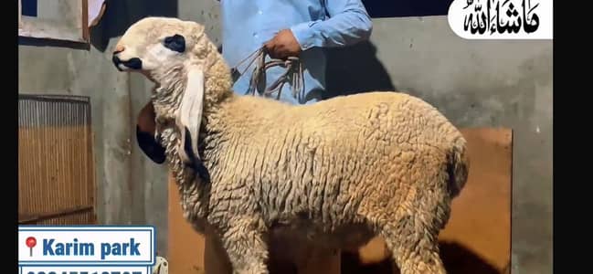 Bakra for sale qurbani 2026 | Fresh 4 dant