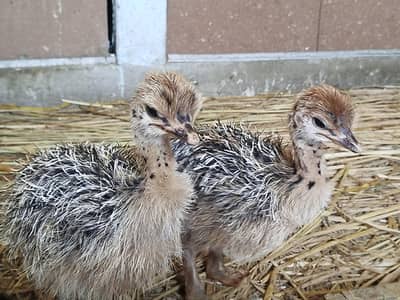 Ostrich Chicks