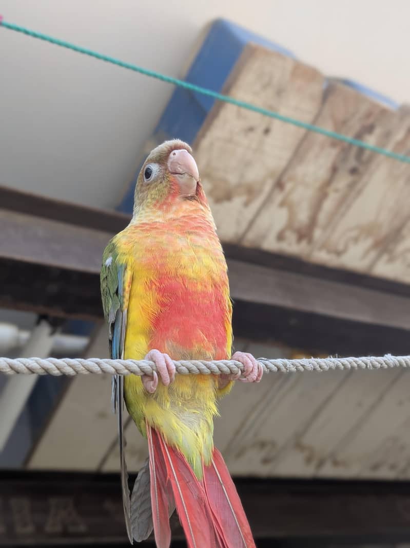 Pineapple conure 0