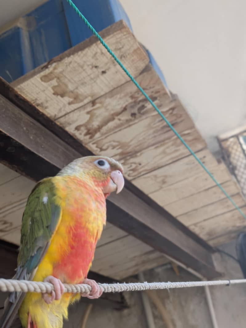 Pineapple conure 1
