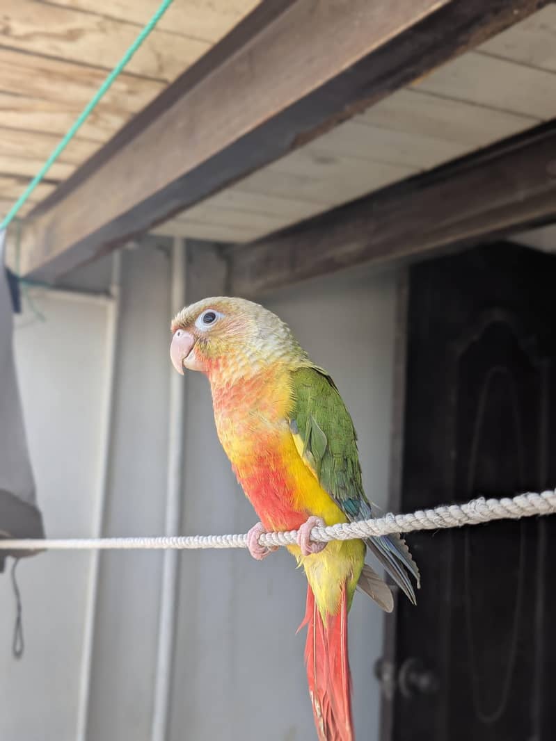 Pineapple conure 2