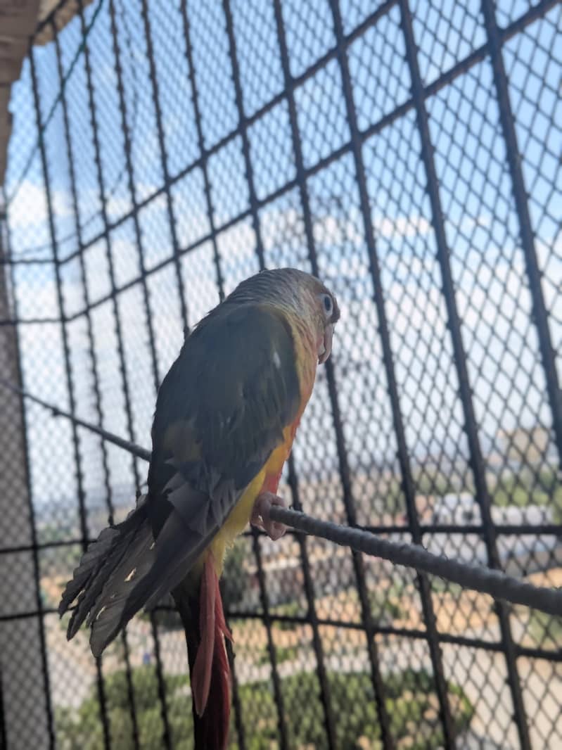 Pineapple conure 3