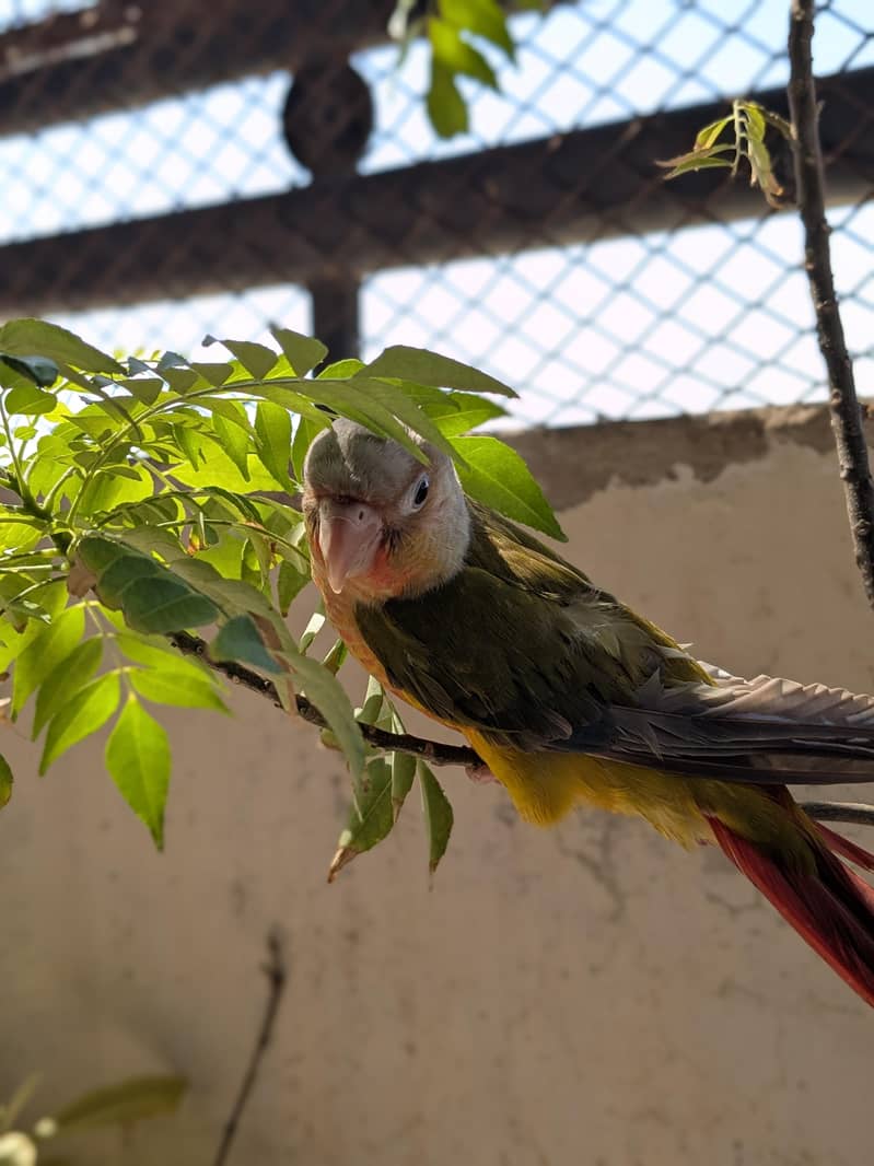 Pineapple conure 4