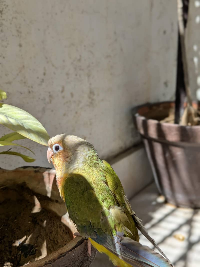 Pineapple conure 5