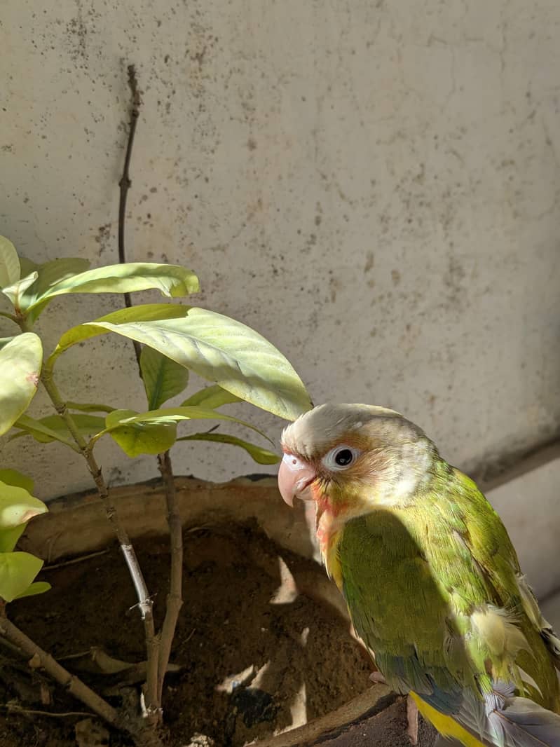 Pineapple conure 6