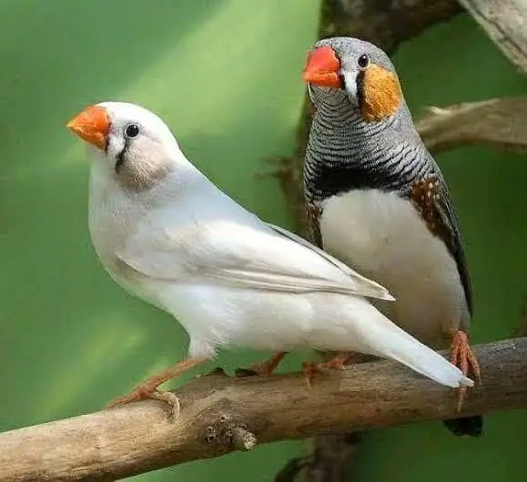 zabra finch  breader pair & chicks