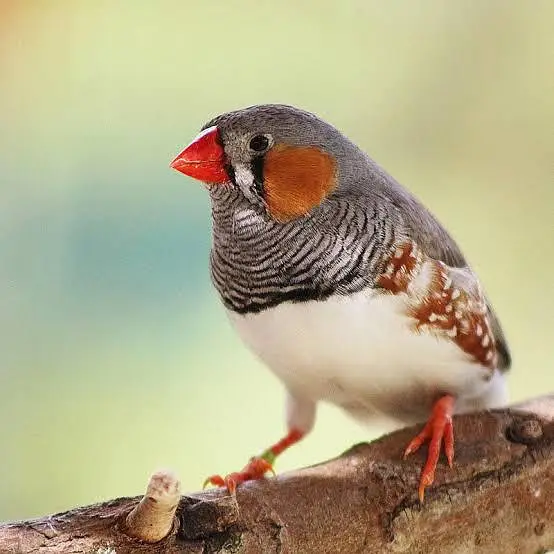 zabra finch  breader pair & chicks — photo 3