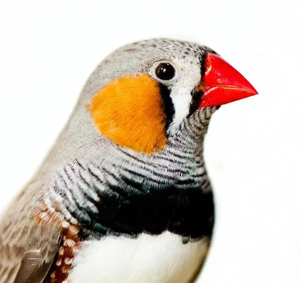 zabra finch  breader pair & chicks — photo 4