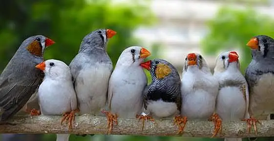 zabra finch  breader pair & chicks — photo 5