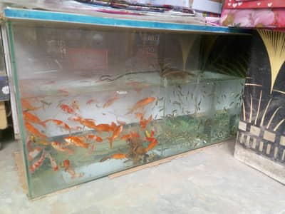sapankken fish pair