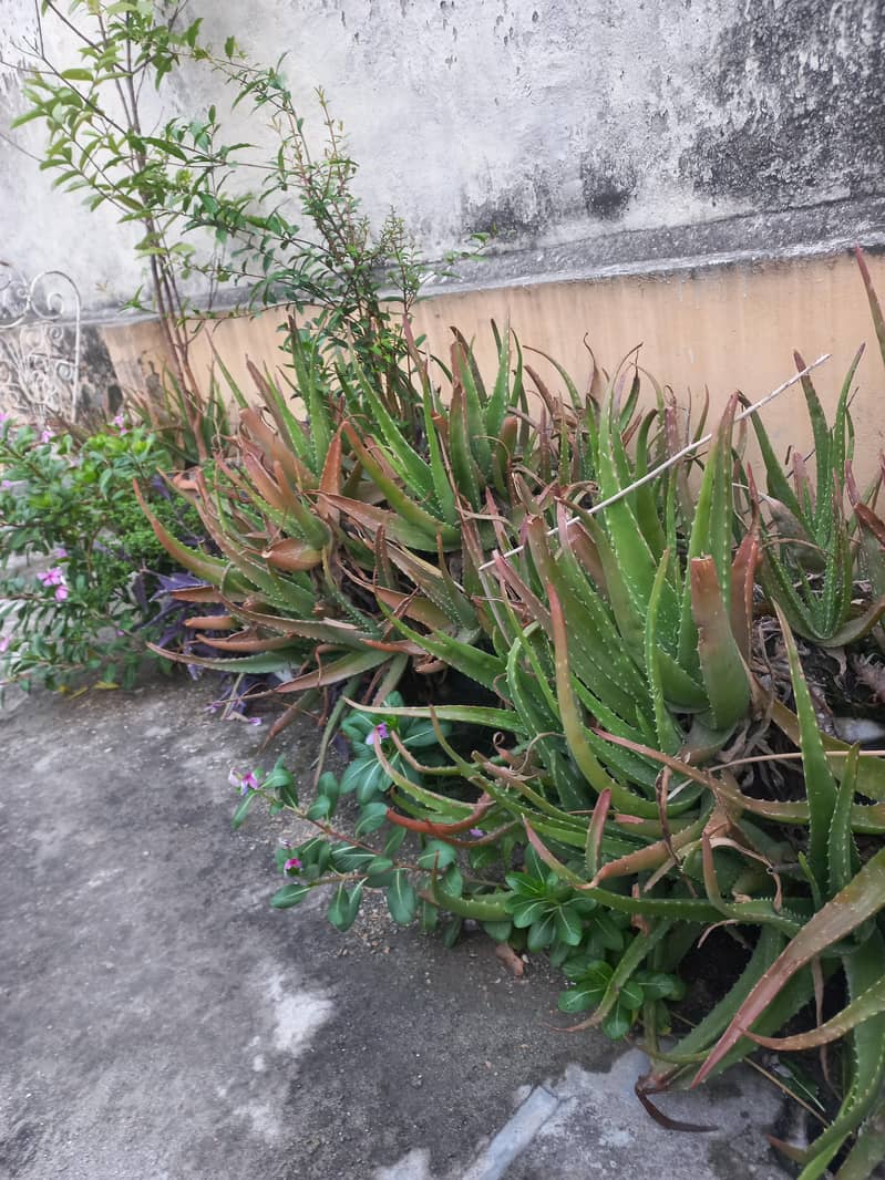 moneplants 0