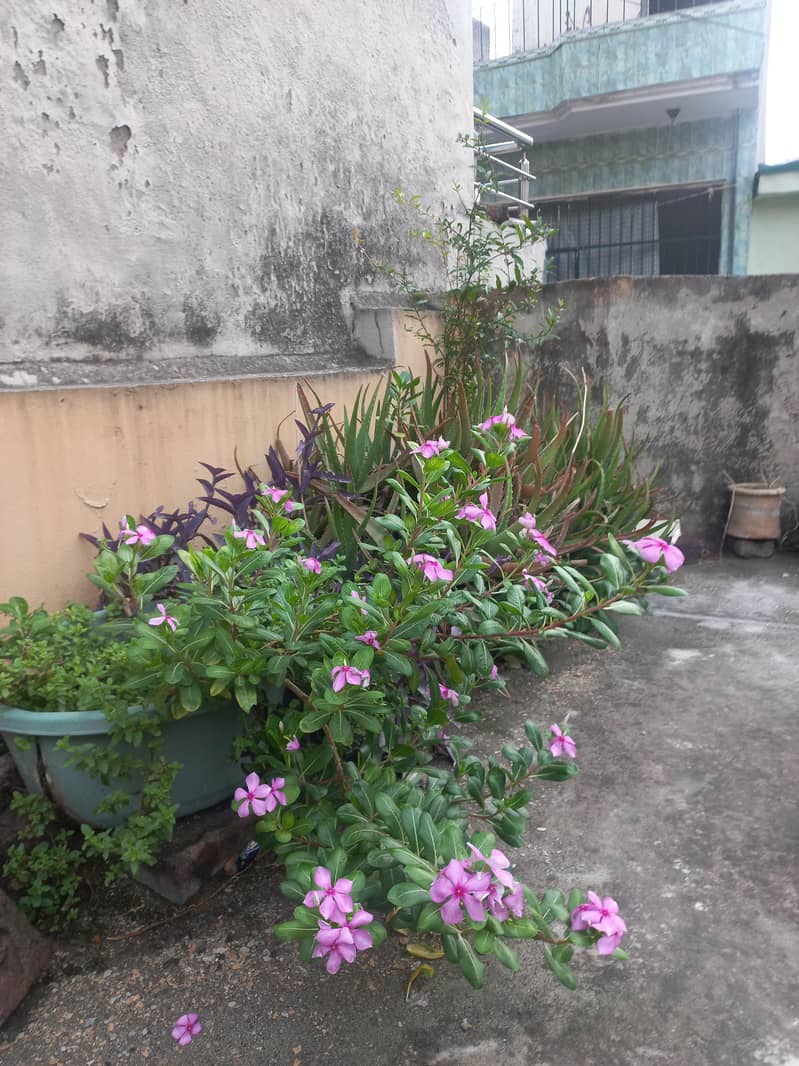 moneplants 1