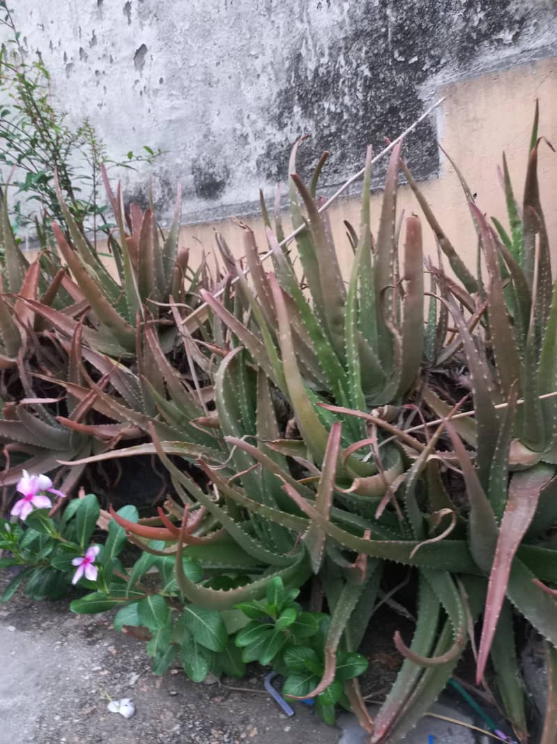 moneplants 2
