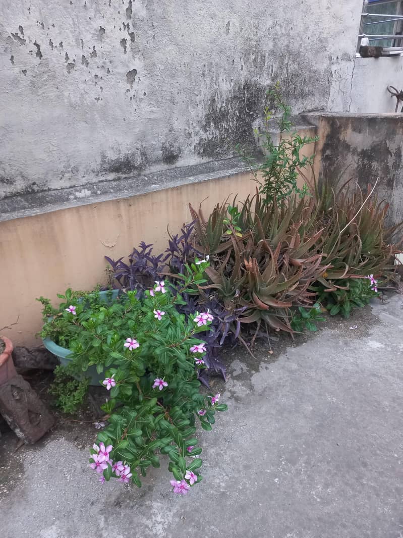moneplants 3