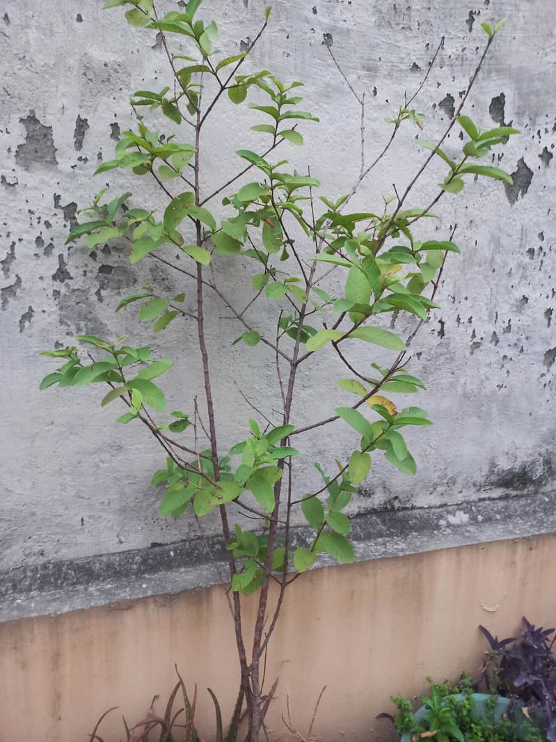 moneplants 4