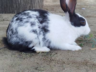 Dalmatian Rabbit for Sale – English Spot Breed (Cheeni Khargosh)