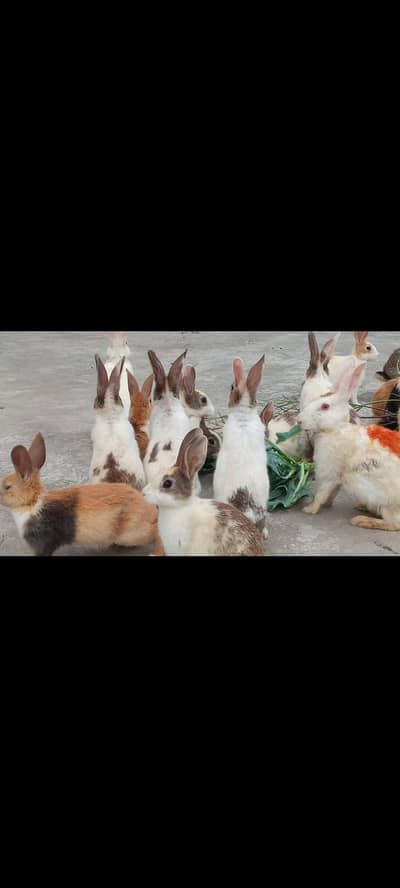 Rabbit for sale