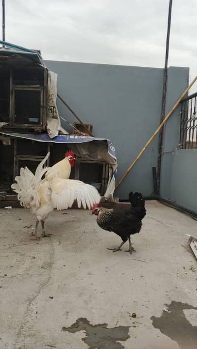 Desi  pair