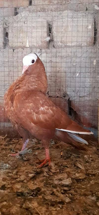 all birds for sale