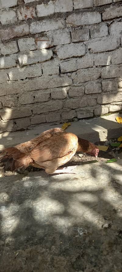 Aseel Hens