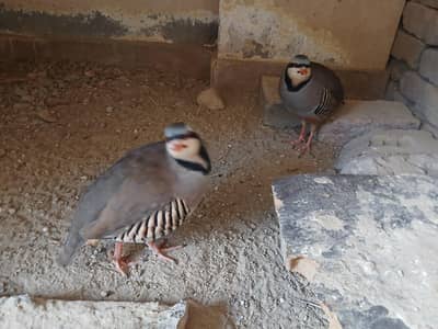 Chakor pair