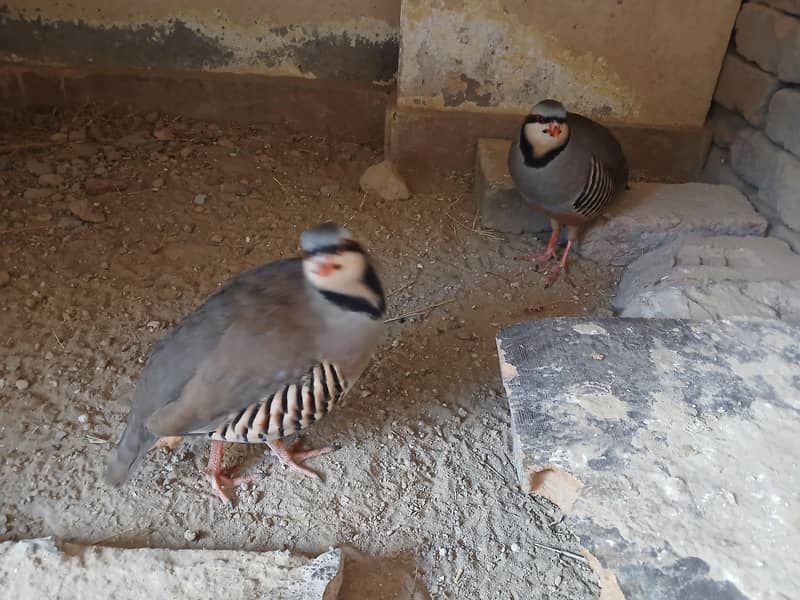 Chakor pair 0