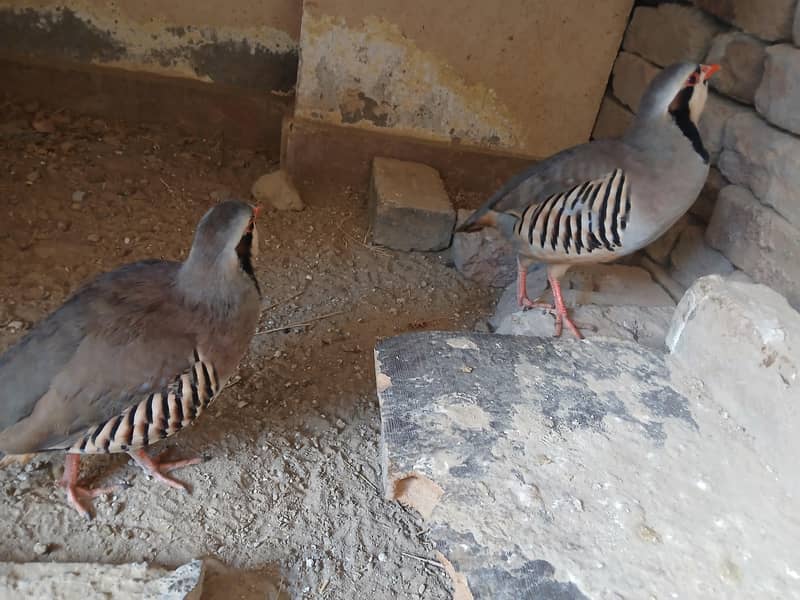 Chakor pair 1