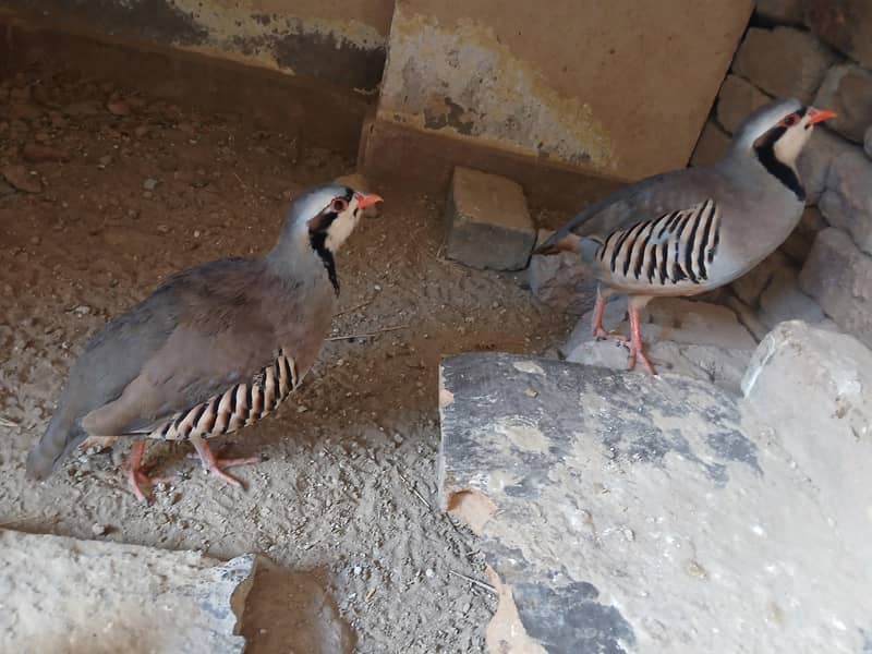 Chakor pair 2
