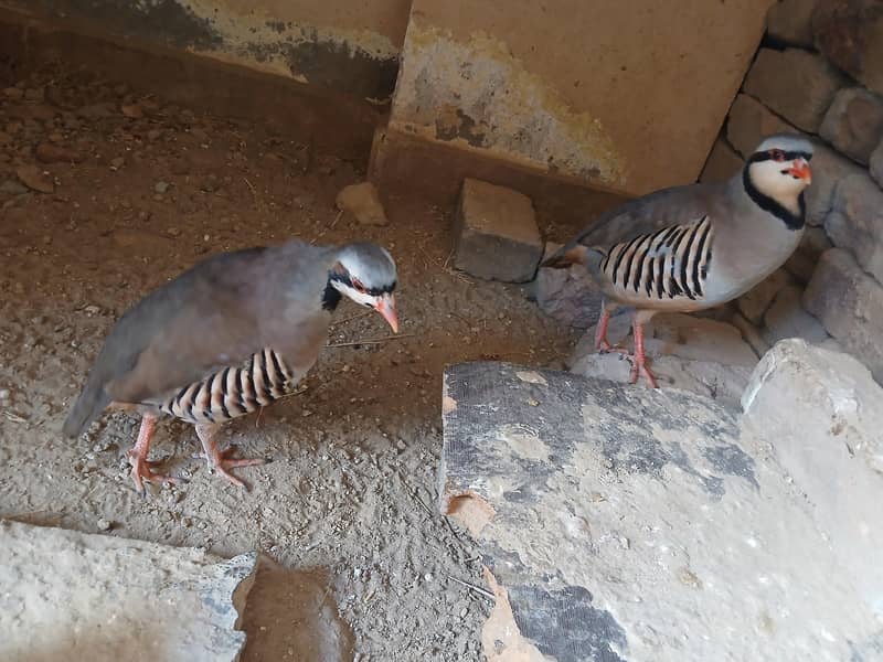 Chakor pair 3
