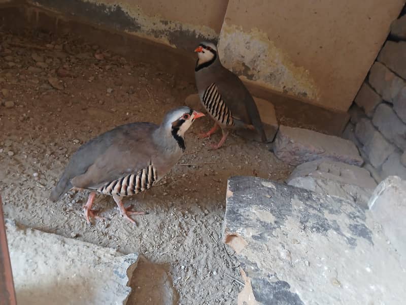 Chakor pair 4