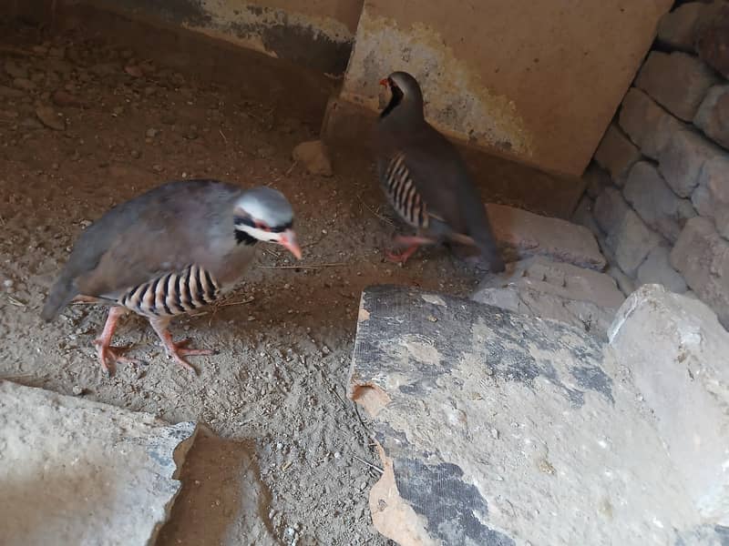 Chakor pair 5