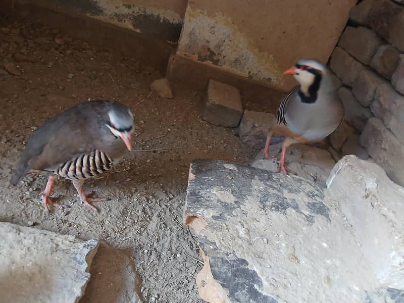 Chakor pair 6