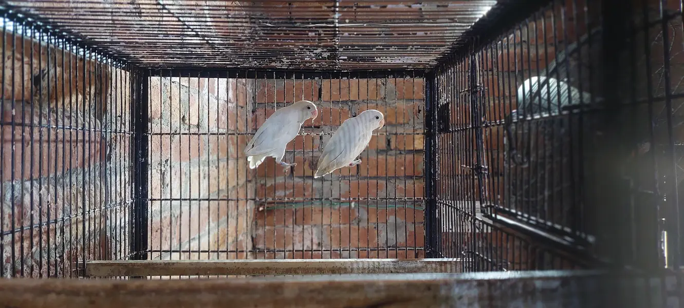 Albino Breeder Pair