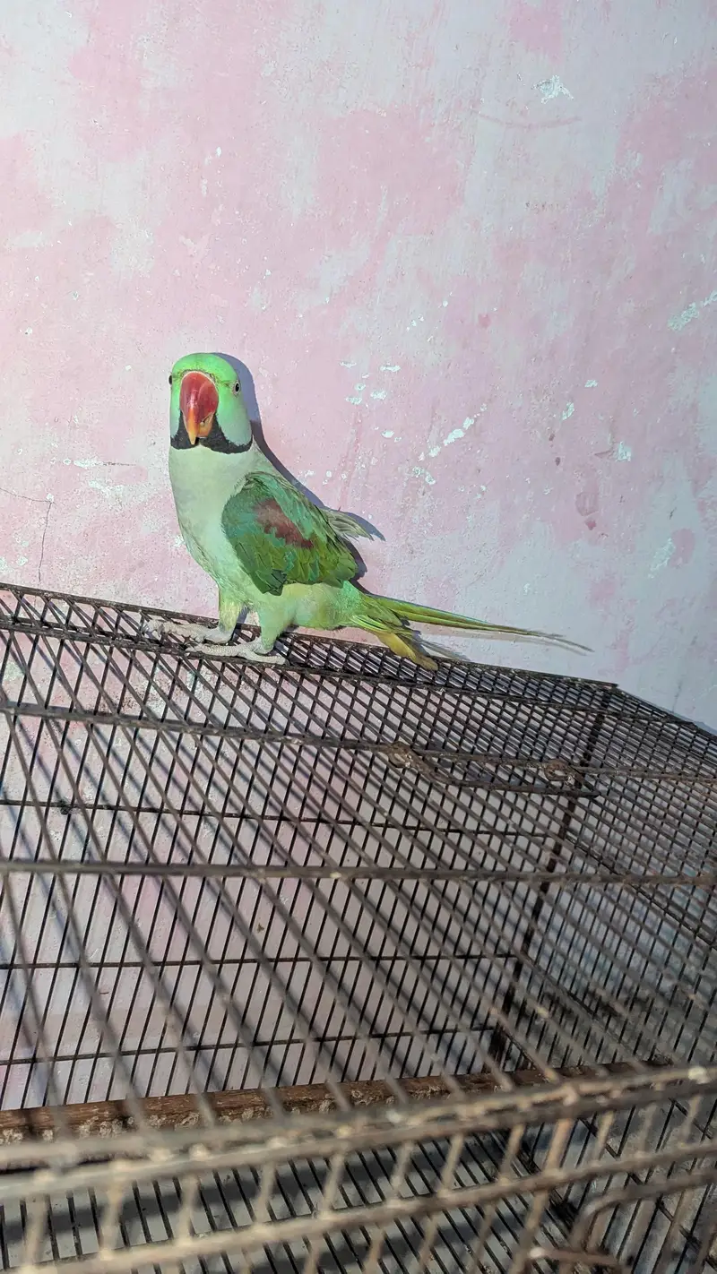 Raw parrot for sale