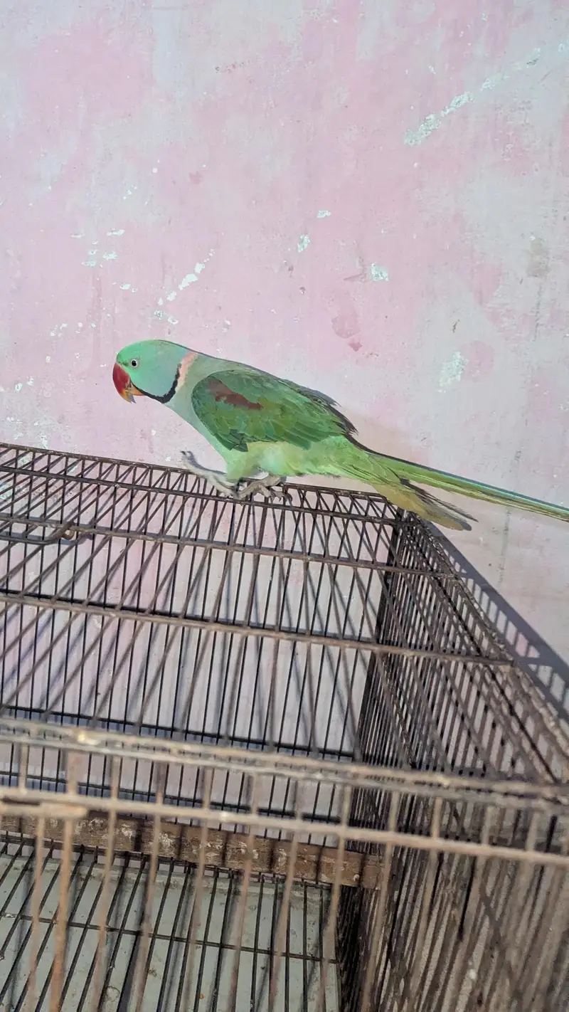Raw parrot for sale — photo 2