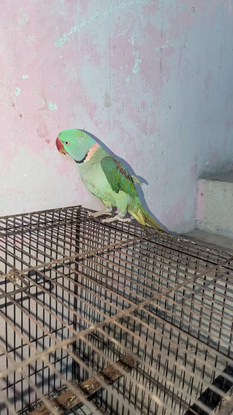 Raw parrot for sale — photo 3