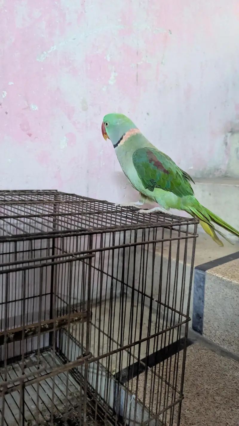 Raw parrot for sale — photo 4
