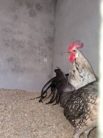 onagadori/fancyhen/parrotbeak/shamo/Heera/aseel/whiteshamo/hen