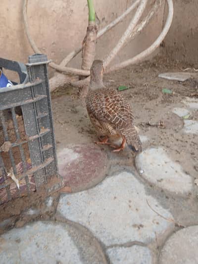 Dakhni Female